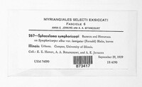 Sphaceloma symphoricarpi image